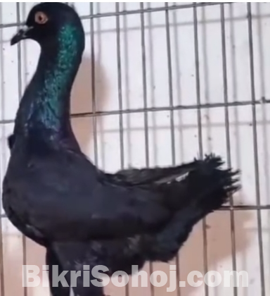 কবুতর বিক্রি হবে